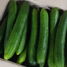 [팜쿡] 취청오이(특품) 5kg 25개내외, 1개, 특품 5kg (25개 내외)