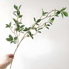 和諧真仙茄子, 1個, 綠色