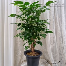 플라워석 녹보수 대박나무 공기정화식물 최상품 75~80cm, 1개, 혼합색상