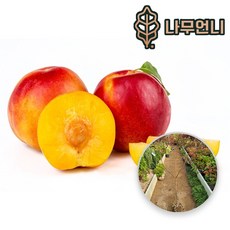 플럼코트