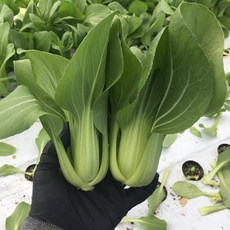아삭한 식감에 신선한 달콤함 산지직송 국내산 마라탕 샤브샤브 청경채, 1박스, 500g