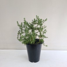 클리핑로즈마리