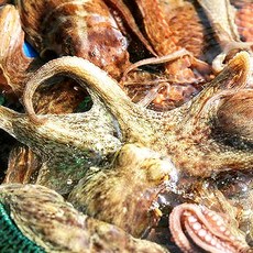 제철 홍가리비하프셀 구이찜 장어 문어 전복 수산해산물, 1개, 자연산 돌문어1kg