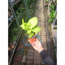 옐로우싱고니움