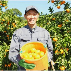 제주 스테비아 레드향 고당도 16Brix, 1개, 가정용 5kg(중과)