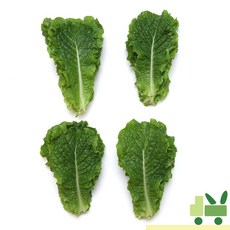 사라상회 청상추 500g, 1개