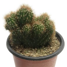 암석주-기둥주/돌기선인장/남미선인장/