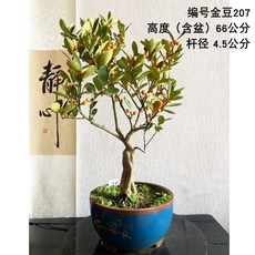 꽃화관클래스