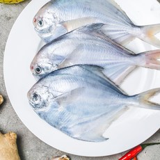 남해안 병어 500g 청정지역 삼천포 병어회 급냉 덕자 횟감, 1팩