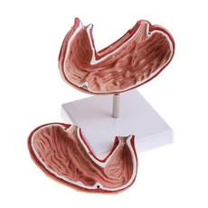 기초해부생리학책추천
