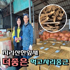[고사리종자] 고사리재배 먹고사리모종 (묘목) 18kg 먹고사리종근 / 20평식재분량/산림조합납품고사리/고사리묘종