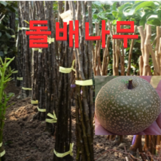 8e6e9b8abafc0436ded0755c1141a24c63933c5190f513588af424064a5b.png