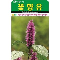 가을의 향기 꽃향유 씨앗(30000립)(A0726)