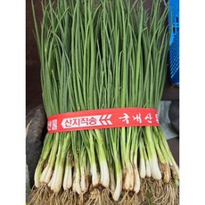 [무료배송]당일손질 깨끗한 흙쪽파 파김치.김장김치, 1개, 1.2kg