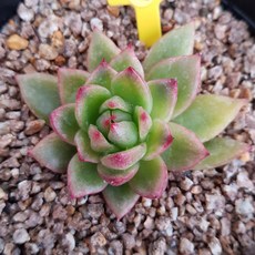 해빛다육 다육식물 다육이 국민다육 마리아금