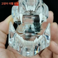 애완용 치아 모형 강아지 이빨 고양이 이빨 구강 강아지 토끼 머리 교육 시연 동물 모형 수, 어금니 하나, 1개, 1개