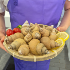 [다둥이수산] 백화점 백골뱅이 생물 고품질, 1개, 500g 특대+대(5미 내외)