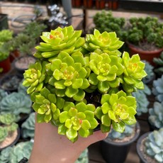 다유기