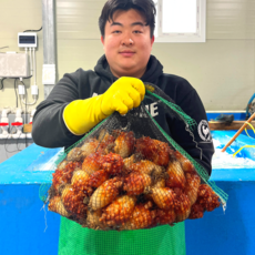 산지직송 남해안 청정해역 통영 당일조업 생물 활 멍게