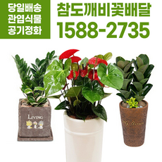 참도깨비꽃배달 관엽 금전수화분 개업축하 이사 공기정화식물 집들이선물, 1.금전수