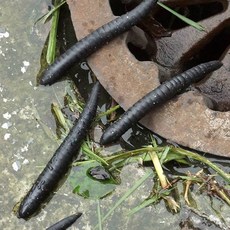 구데기구더기덕이