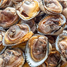 벌교 여자만 특품 새꼬막 1kg 85미 내외 산지직송 4차선별, 특 새꼬막 1kg(85미내외), 1개