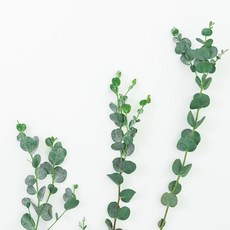 식용유칼립투스오일