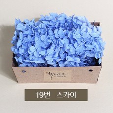 수국 TOP01