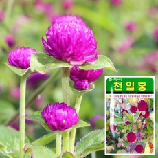 천일홍 씨앗 (100립) 꽃씨앗 허브씨앗 야생화 허브, 본상품