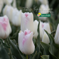 건강한춘복이네