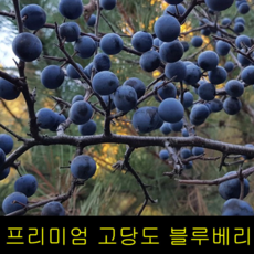 생블루베리1kg