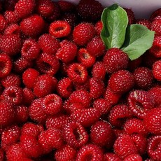[산지직송]정말영님의 산딸기 1kg 냉동, 03.냉동 산딸기 혼합 2kg, 상세설명 참조