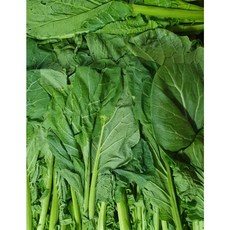 국내산 국산 산지직송 여수 돌산갓 생갓 2kg 6kg 갓김치 여수돌산갓 돌산생갓 여수갓 여수생갓 생고들빼기 고들빼기, 1개