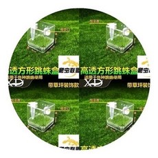 애완용 달팽이 키우기 통기성 작은 파충류 ​​ 점프 거미 양육 집 백와 흙 명주 분양, 오렌지 부처 미디엄 점프 거미 상자 초파리