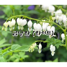 금낭화 모종(화이트)중분, 1개