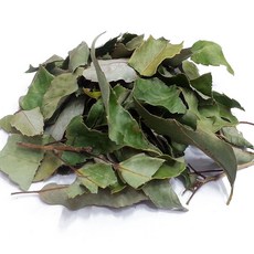 천년약초 제주도 자연산 참가시나무잎300g 참가시나무, 300g, 1개