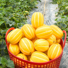 로얄과 성주 프리미엄 꿀 참외 1~5kg, 1개, 1kg(3~5과)