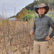 에버그린농원 청수 오디나무 묘목 결실주 3년생