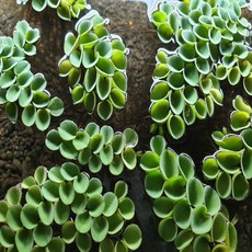 살비니아 쿠쿠라타(15촉), 단품