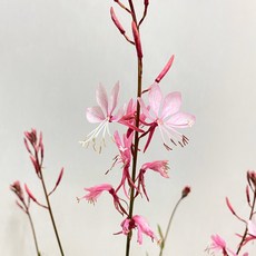 바늘꽃