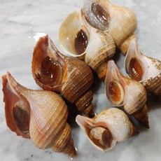 업소용 명주매물고동 심해소라 대나팔고동 왕소라 심해고동 대 왕특 1kg, 1개