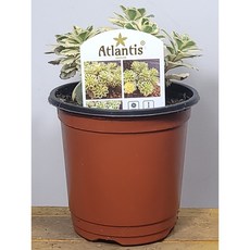 아틀란티스세덤