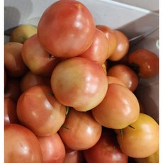 토마토 5kg