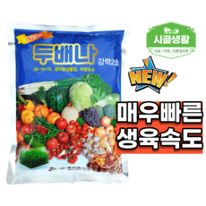 벼모종