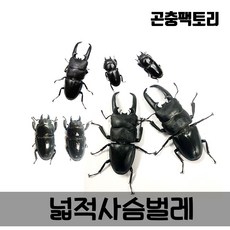 홍다리사슴벌레