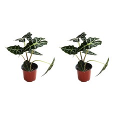 방에서키우는식물