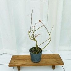 청년농부 명자 명자나무 (홍천조)