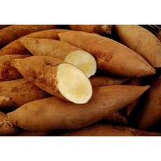 배 식감 국내산 야콘 야콘요리 물김치 장아찌 한과 맛탕 즙 생채 샐러드 중화면 찰기 못난이, 1개, 10kg