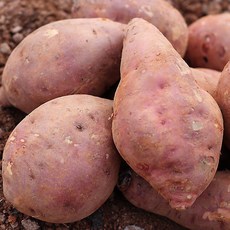 [히동이네] 산지직송 황토밭재배 영암 꿀고구마 대 3kg, 상세 설명 참조