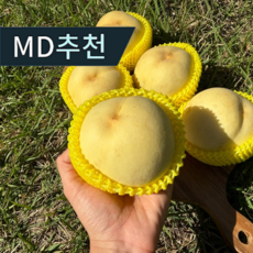 [품질보장] 백화점납품 설아복숭아 겨울 마지막복숭아 한정판매 당도보장 당도선별 극만생종 1.2kg 1.6kg 2kg, 1박스, 가정용 설아복숭아 2kg (6-8구)
